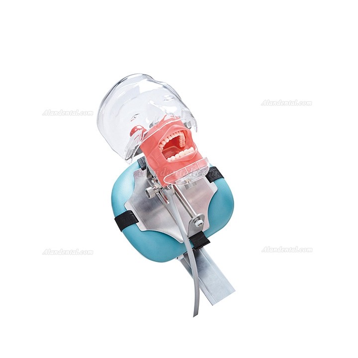 Jingle C6-3 Dental Training Practice Phantom Manikin Head